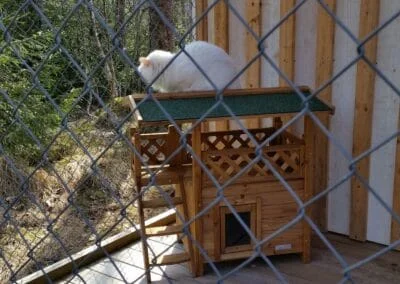 Katt i utomhusrum på Vasshalla Katthotell