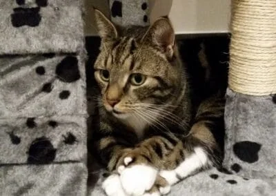 Katt på Vasshalla Katthotell