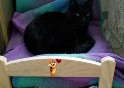 Katt vilande i säng på katthotellet