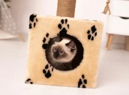 Svart och vit katt som leker