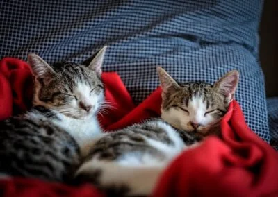 Katt i mjuk belysning