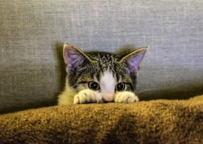 Katt utomhus