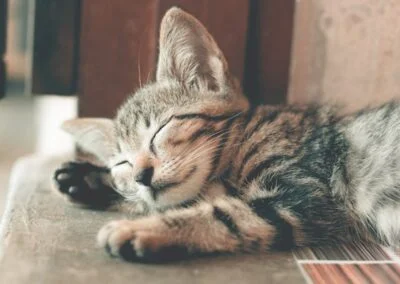 Katt nyfiken blick