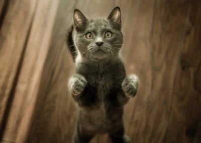 Katt leker