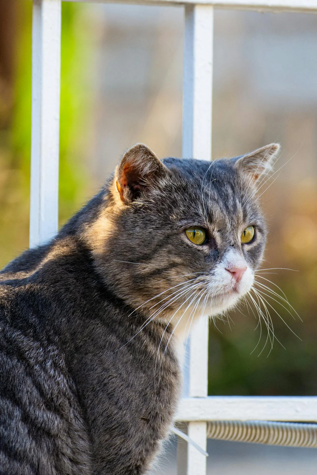 Katt tittar ut genom fönster på Vasshalla Katthotell