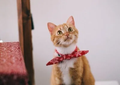 Liten kattunge