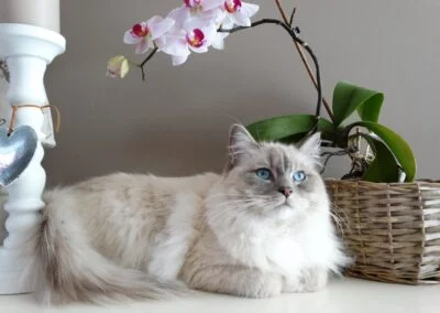 Söt katt vilar