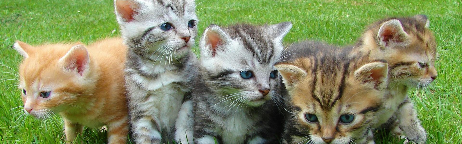 Katt på Vasshalla Katthotell