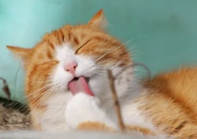 Katt i naturen