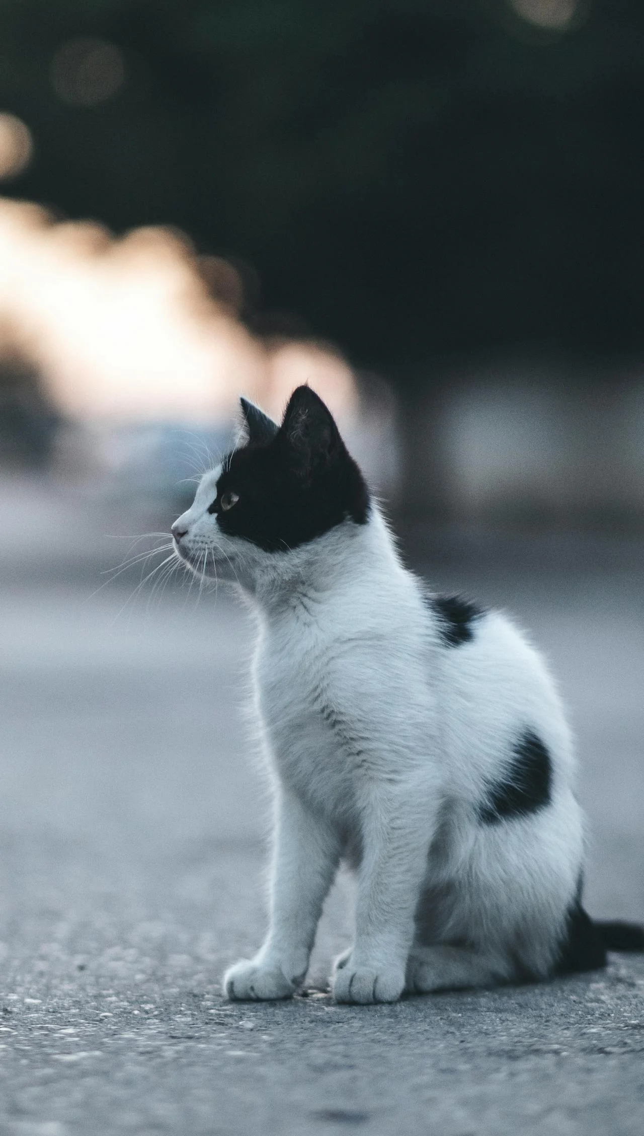 Katter i lantlig miljö