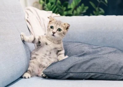 Katt mediterar lugnt