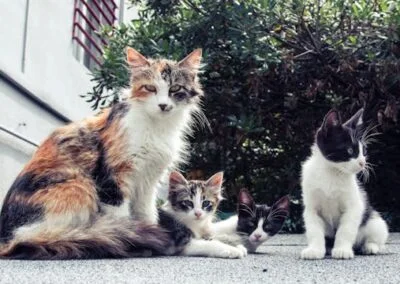Katt tittar ut genom fönster