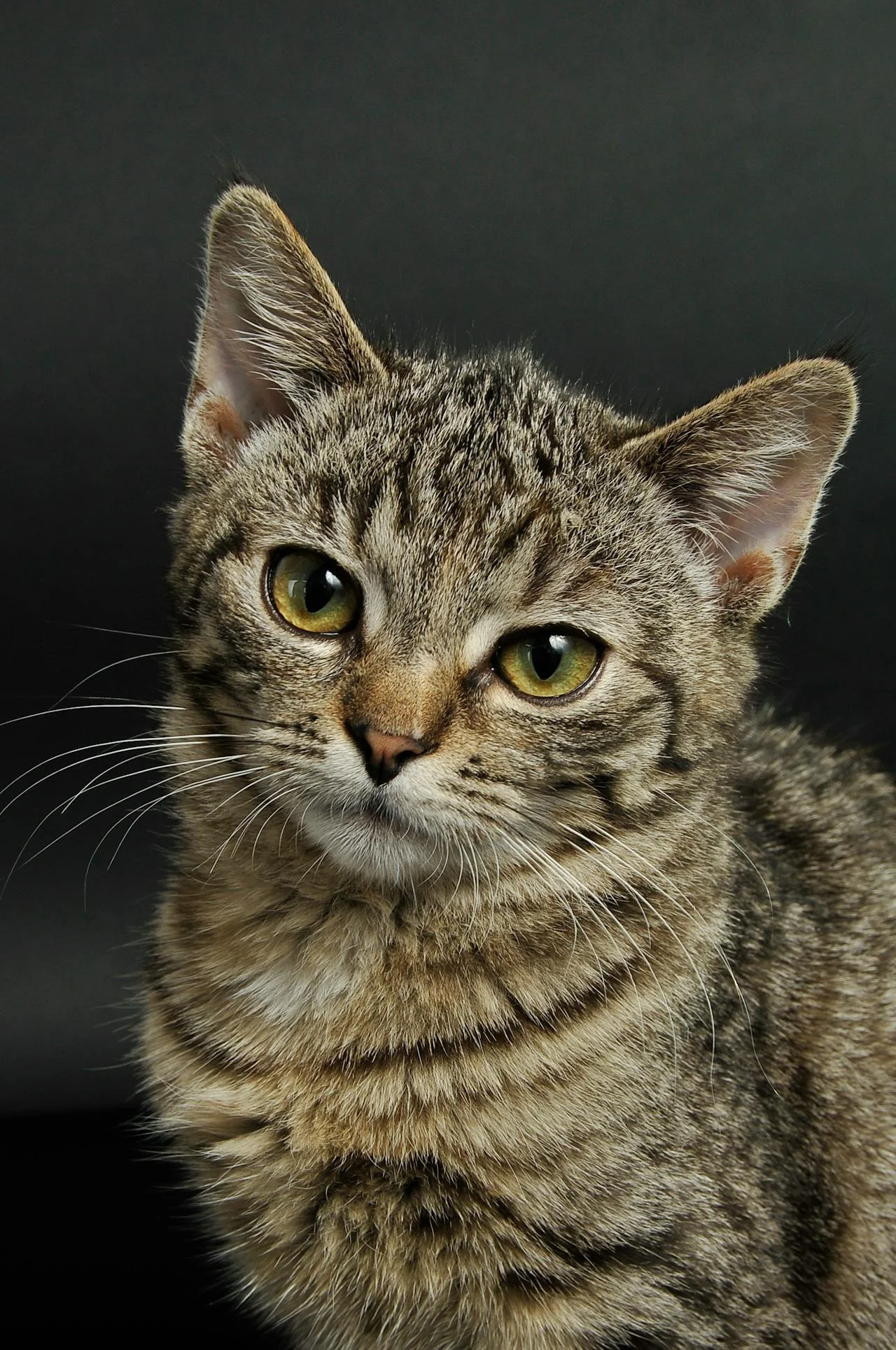 Katt på Vasshalla Katthotell