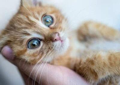Mysig katt på fårskinnsmatta