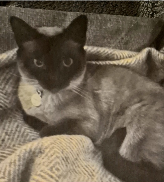 Katt på Vasshalla Katthotell