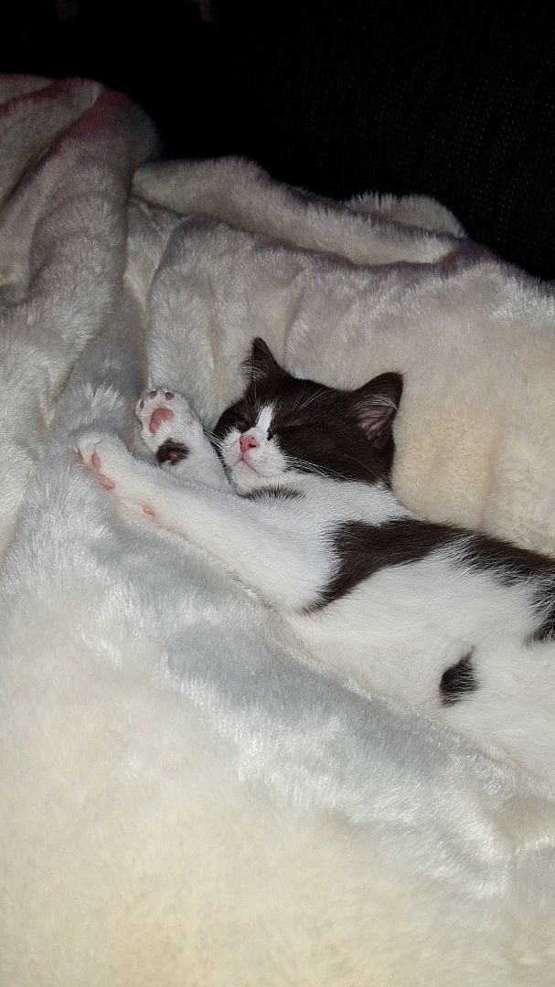 Katt på Vasshalla Katthotell