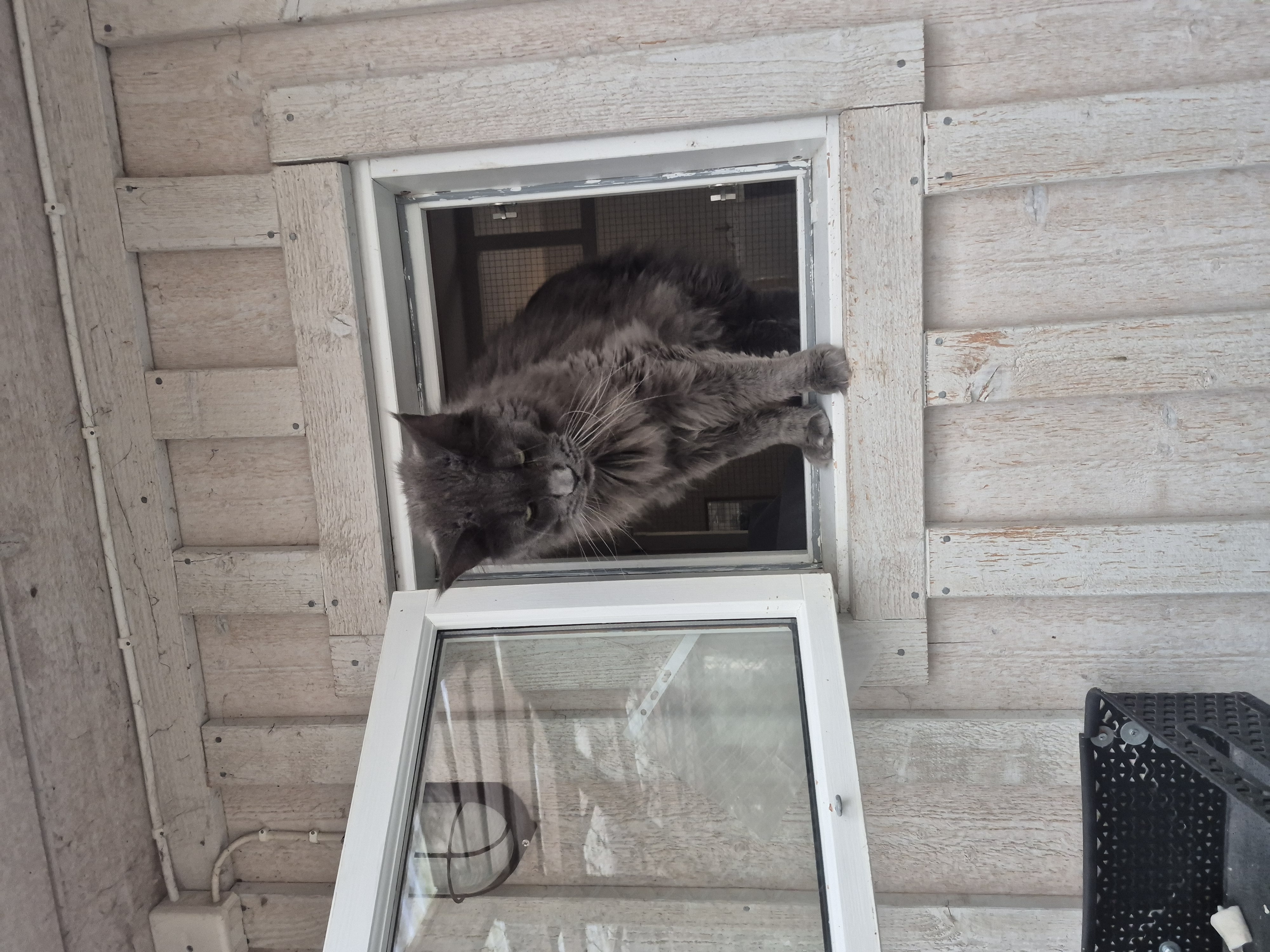Katt på Vasshalla Katthotell
