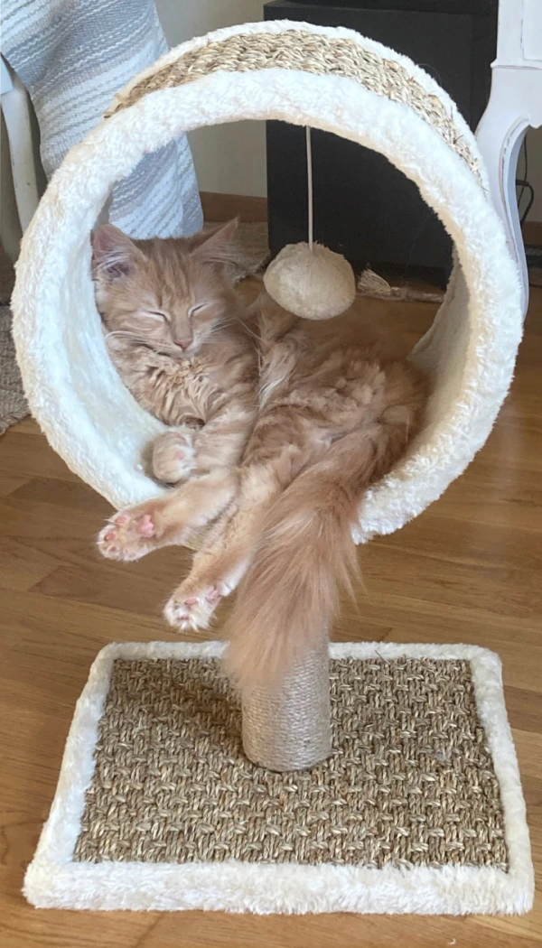 Katt vilar i sin koja på klätterställning